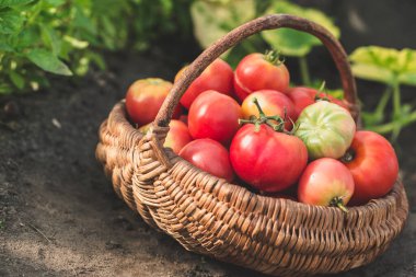 Sepette taze domatesler. Organik bahçede ev yapımı biyo domates hasadı.
