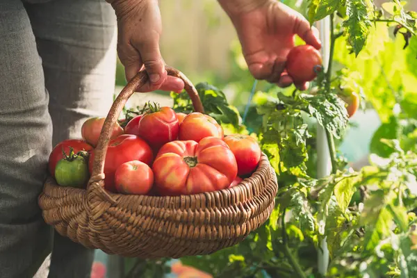 Farmer\'s hands picking tomatoes into basket. Fresh tomato harvesting from the bush. Work in bio organic garden.