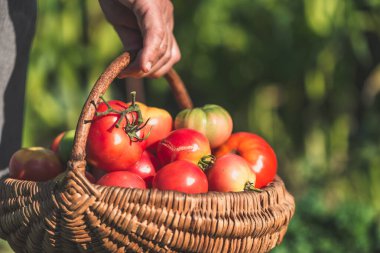 Taze biçilmiş domatesli çiftçi, güneşli bir günde organik sebzelerle dolu sepet tutuyor. Organik bahçede yetiştirilmiş domates hasadı. Sebze yetiştirme konsepti.
