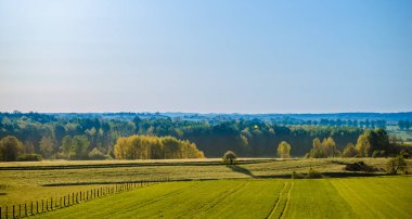 Polonya 'da çim tarlası, ağaç ve ormanlık arazi manzarası