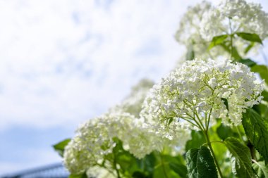 Beyaz ortanca çiçekleri, hortensiya çiçeğinin yakın çekimi.