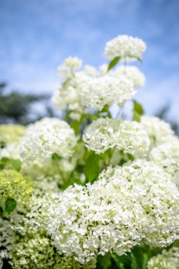 Beyaz ortanca çiçekleri, hortensiya çiçeğinin yakın çekimi.