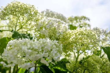 Beyaz ortanca çiçekleri, hortensiya çiçeğinin yakın çekimi.
