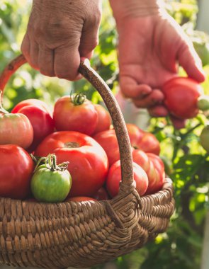 Kadının elleri taze organik domates topluyor. Çiftçi sepete domates topluyor. Sebze yetiştiriyorum. Organik bahçe konsepti.