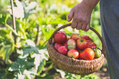 Taze biçilmiş domatesli çiftçi, güneşli bir günde organik sebzelerle dolu sepet tutuyor. Organik bahçede yetiştirilmiş domates hasadı. Sebze yetiştirme konsepti.