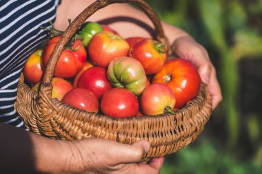 Sepette taze domates tutan bir kadın. Organik bahçede yetiştirilmiş domates hasadı. Biyolojik sebze yetiştirme kavramı.