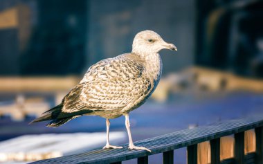 Korkulukların üzerinde duran genç martıların yan görüntüsü. Kuşlar, kahverengi tüyleri sadece bir yıldan uzun bir süre önce beyazlarla değiştirecekler..