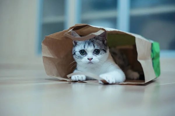 Adorable small funny kitten is hiding in paper craft shopping bag. Gift for woman on holidays.