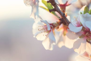 Ağaçta beyaz ve pembe kiraz çiçeklerinin güzel dallarının seçici odak noktası. Baharda parkta güzel Sakura çiçekleri, doğa arka planı..