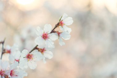 Ağaçta beyaz ve pembe kiraz çiçeklerinin güzel dallarının seçici odak noktası. Baharda parkta güzel Sakura çiçekleri, doğa arka planı..