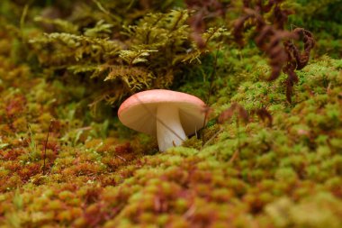 Minik micena rosella mantarı sonbahar ormanlarında yeşil yosunlarda yetişiyor. Pembe başlık olarak da bilinir..