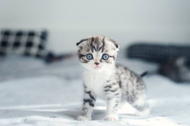 Şirin, tüylü, açık gri, yerli, İskoç bir kedi yavrusu. Evdeki gri yumuşak koltukta oturuyor. Mavi gözlü sevimli evcil kedi yavrusu.