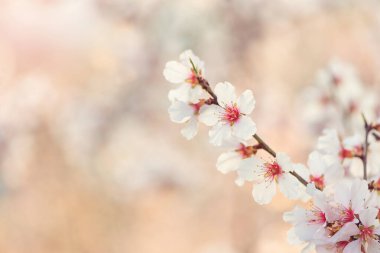 Ağaçta beyaz ve pembe kiraz çiçeklerinin güzel dallarının seçici odak noktası. Baharda parkta güzel Sakura çiçekleri, doğa arka planı..
