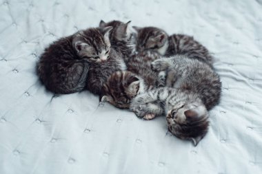 Altı küçük çizgili evcil kedi yavrusu evde yatıp, gri yatak örtüsünün üzerinde yatıyorlar. Sevimli sevimli kediler..