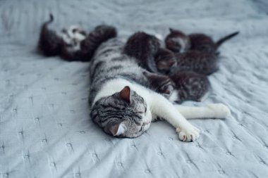 Gri anne kedi, tatlı yavrularını emziriyor..