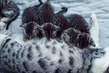 Gri anne kedi, tatlı yavrularını emziriyor..