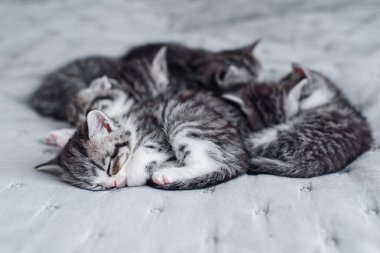 Altı küçük çizgili evcil kedi yavrusu evde yatıp, gri yatak örtüsünün üzerinde yatıyorlar. Sevimli sevimli kediler..