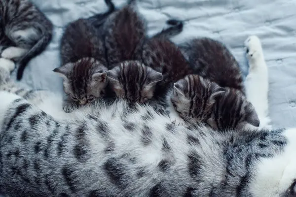 Gri anne kedi, tatlı yavrularını emziriyor..