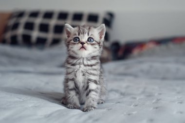 Şirin pofuduk, küçük, açık gri, yerli, İngiliz kedi yavrusu evdeki gri yumuşak koltukta oturuyor. Mavi gözlü sevimli evcil kedi yavrusu.