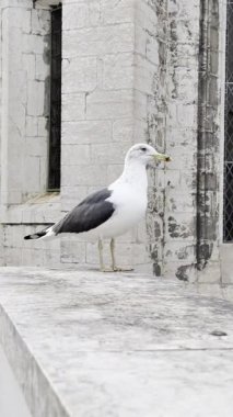 Lizbon 'da antik taş duvarda duran martı kuşu. Portekiz 'deki ünlü katedralin yakınında tipik bir kuş duruyor..