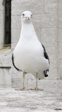 Lizbon 'da antik taş duvarda duran martı kuşu. Portekiz 'deki ünlü katedralin yakınında tipik bir kuş duruyor..