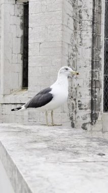 Lizbon 'da antik taş duvarda duran martı kuşu. Portekiz 'deki ünlü katedralin yakınında tipik bir kuş duruyor..