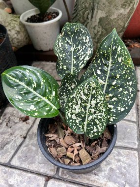 close up Aglaonnima grow in pot at home garden