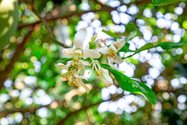White Orange Flower with green leave