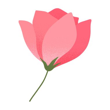 Bahar pembe gülü izole edildi. Çiçek amblemi için zarif izole bir element. Botanik logosu şablonu. Anneler günü için çiçek resmi, kadınlar günü, paskalya baskıları, el ilanları, afişler, selamlar, markalar, kaplamalar.