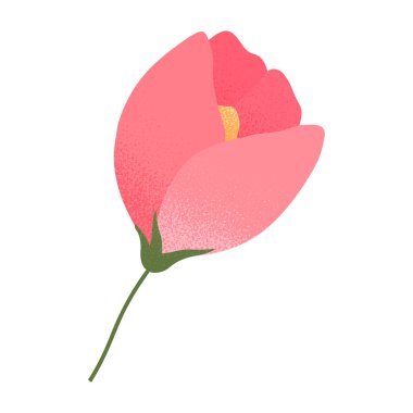 Pembe gül tomurcuğu izole edildi. Çiçek amblemi için zarif izole bir element. Botanik logosu şablonu. Anneler günü için çiçek resmi, kadınlar günü, paskalya baskıları, el ilanları, afişler, selamlar, markalar, kapaklar.