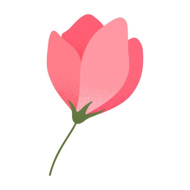 Pembe gül tomurcuğu izole edildi. Çiçek amblemi için zarif izole bir element. Botanik logosu şablonu. Anneler günü için çiçek resmi, kadınlar günü, paskalya baskıları, el ilanları, afişler, selamlar, markalar, kapaklar.