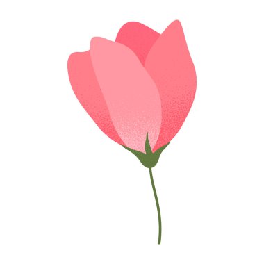 Pembe gül tomurcuğu izole edildi. Çiçek amblemi için zarif izole bir element. Botanik logosu şablonu. Anneler günü için çiçek resmi, kadınlar günü, paskalya baskıları, el ilanları, afişler, selamlar, markalar, kapaklar.