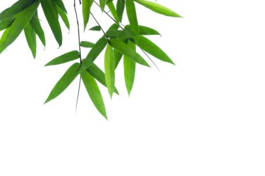 Bamboo leaves frame isolated on white background in forest. Light fresh jungle with growing, green bamboo leaves, zen bamboo. Single object with clipping path. Space for your text. Wide angle banner.
