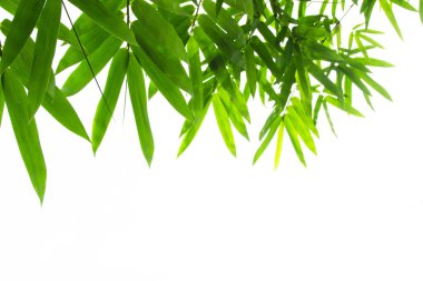 Bamboo leaves frame isolated on white background in forest. Light fresh jungle with growing, green bamboo leaves, zen bamboo. Single object with clipping path. Space for your text. Wide angle banner.