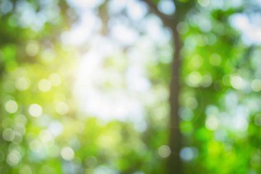 Ormandaki soyut yeşil yapraklar ve ağaçlar yaz mevsiminde güneş ışığıyla bulanıklaşır. Bitki ormanı ve çevre günündeki tarım kavramı. Yaprak bitkisinin üzerine organik güneş ışığı inşa etmek ekolojide yumuşaktır..