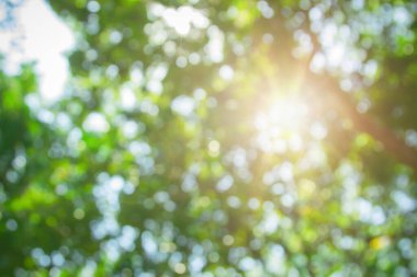 Ormandaki soyut yeşil yapraklar ve ağaçlar yaz mevsiminde güneş ışığıyla bulanıklaşır. Bitki ormanı ve çevre günündeki tarım kavramı. Yaprak bitkisinin üzerine organik güneş ışığı inşa etmek ekolojide yumuşaktır..