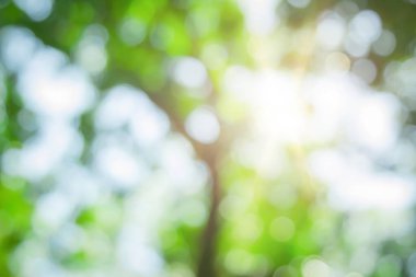 Ormandaki soyut yeşil yapraklar ve ağaçlar yaz mevsiminde güneş ışığıyla bulanıklaşır. Bitki ormanı ve çevre günündeki tarım kavramı. Yaprak bitkisinin üzerine organik güneş ışığı inşa etmek ekolojide yumuşaktır..