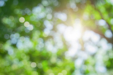 Ormandaki soyut yeşil yapraklar ve ağaçlar yaz mevsiminde güneş ışığıyla bulanıklaşır. Bitki ormanı ve çevre günündeki tarım kavramı. Yaprak bitkisinin üzerine organik güneş ışığı inşa etmek ekolojide yumuşaktır..