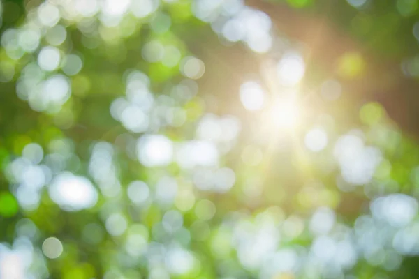 stock image Abstract green foliage and tree in jungle blur with sun light spring summer. Farming concept on plant forest and environment day of farmer organic building sunshine on leaf herb lush soft in ecology.