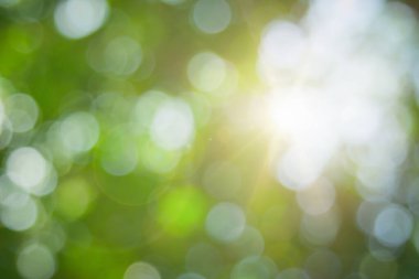 Ormandaki soyut yeşil yapraklar ve ağaçlar yaz mevsiminde güneş ışığıyla bulanıklaşır. Bitki ormanı ve çevre günündeki tarım kavramı. Yaprak bitkisinin üzerine organik güneş ışığı inşa etmek ekolojide yumuşaktır..