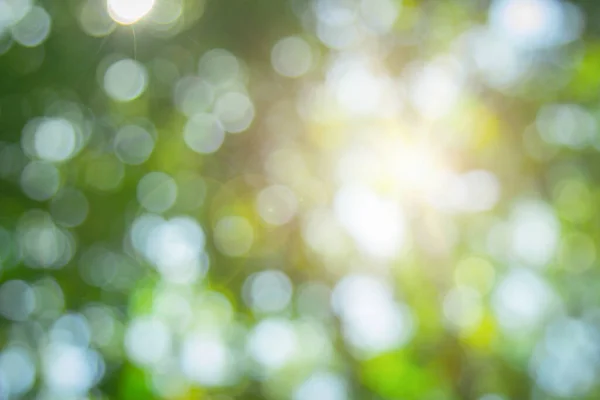 stock image Abstract green foliage and tree in jungle blur with sun light spring summer. Farming concept on plant forest and environment day of farmer organic building sunshine on leaf herb lush soft in ecology.