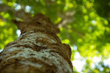 Alt manzara, gövde boyunca, baharda bir ağacın bulanık yeşil yaprakları, dalları ormanda bulanıklaşır güzel parlak güneş ışınlarıyla.