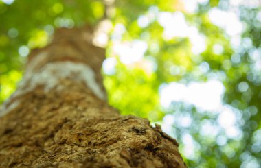 Alt manzara, gövde boyunca, baharda bir ağacın bulanık yeşil yaprakları, dalları ormanda bulanıklaşır güzel parlak güneş ışınlarıyla.