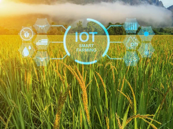 stock image Smart farming with IoT, Growing rice farming with Infographics Smart agriculture and precision agriculture industry with modern technology for develop his farm to improved productivity in the future.