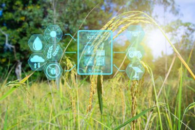 IoT ile akıllı çiftçilik, tarım yönetimi ve izlenmesi için dijital sensör simgeleri. Infographics ile pirinç yetiştirme Akıllı tarım ve hassas tarım endüstrisi modern teknoloji ile onun çiftliği geliştirmek için üretkenlik geliştirmek için.