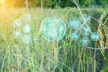 Tabletli bir adam, IoT ile akıllı çiftçilik, tarım yönetimi ve izleme için dijital sensör simgeleri. Infographics ile pirinç yetiştirme Akıllı tarım, hassas tarım endüstrisi Modern teknoloji geliştirmek için.