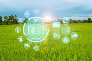 IoT ile akıllı çiftçilik, Infographics ile pirinç yetiştirme Akıllı tarım ve hassas tarım endüstrisi Modern teknoloji ile onun çiftliği geliştirmek için gelecekte üretkenlik geliştirmek için.