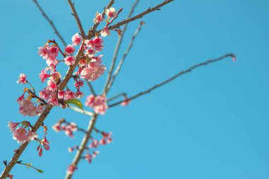 Bahar arkaplanında gökyüzü olan ağaçlarla kaplı bir caddede çiçek açan kiraz ağaçları..