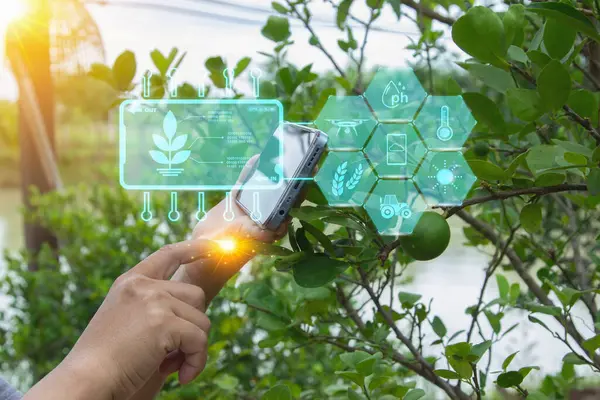 Ai smart farming agriculture concept. People holding smartphone monitor and track agricultural produce through modern wireless networks. smart farming innovation, future 5G technology to analyze.