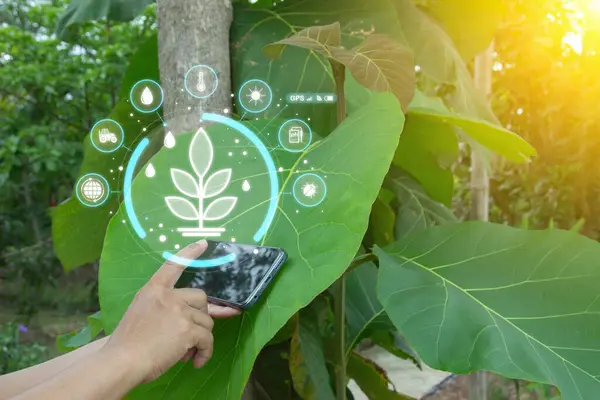 Ai smart farming agriculture concept. People holding smartphone monitor and track agricultural produce through modern wireless networks. smart farming innovation, future 5G technology to analyze.